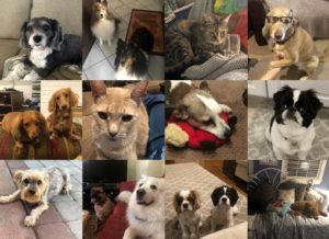 animal pictures grid 300x218 - animal-pictures-grid